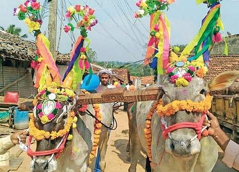 Oxen ready to take part in a Deepavali procession at Nuggikeri village near Dharwad on Friay |Express