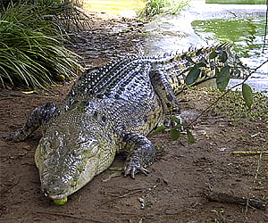 Image used for representational purpose. (Photo courtesy:  Wikimedia commons)