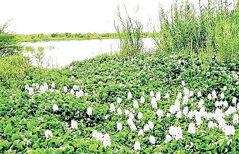Invasive alien species are plants which have been introduced outside their natural ecosystem.