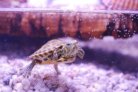 75 per cent of reptiles die during their first year in the home.