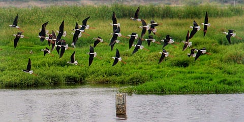 A flock of black-winged stilt flies away after stopping in Avaniyapuram, Madurai. (Photo: EPS/K.K. Sundar)