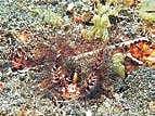 The change in the sea climate has taken a toll on the zooplanktons and other marine algae which are not found in their regular habitat off Vizag coast  anymore, say scientists