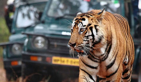 Benami transactions involving resorts in Pench Tiger Reserve uncovered by IT department.