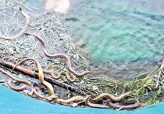 Fie photo of snakes found in Lalbagh Lake on August this year