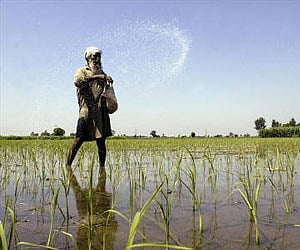 A farmer casts pesticides on his rice paddy field on the outskirts of Amritsar July 16, 2009. (REUTERS)