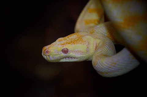 Some of the world's deadliest lizards and snakes migrated from Asia to Australia as early as 30 million years ago.