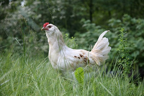 Chicken poop could replace coal in electricity generation