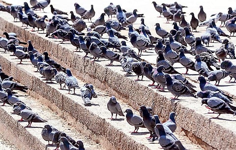 City wheezes as pigeons multiply