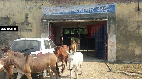 UP police release the donkeys which were detained for destroying 'expensive plants'. (Photo: ANI)