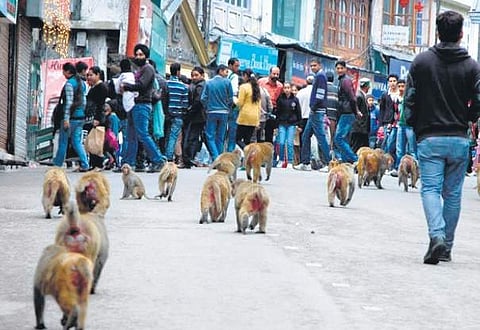Monkeys swarm a street in Himachal Pradesh