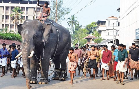 Sreekrishnan, the elephant that attacked its mahout at the Kazhchasiveli procession at the Guruvayur temple | EXPRESS