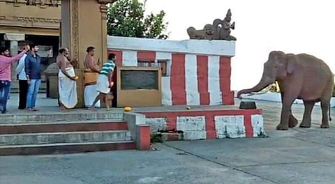 Wild tusker consuming leftover food at Gopalaswamy temple in Chamarajnagar district near Mysuru