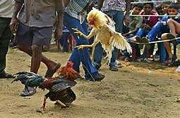 Tribals cock a snook at illegal act of bird fight