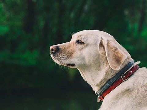 The pet owner said their dog Tommy ran out of their house in the early hours of Monday after breaking free from the leash.