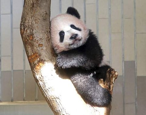 Tokyo's new baby panda debuted formally on 19 December, immediately melted the hearts of hundreds of lucky fans who managed to obtain zoo tickets. (Photo | AP)