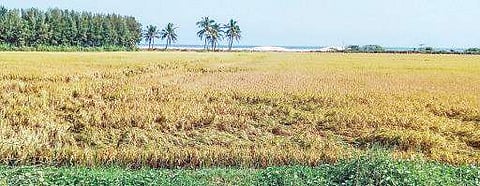 A paddy field in U Kothapalli mandal  of East Godavari district | Express