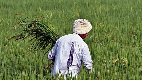 A farmer at a field in Andhra Pradesh. 