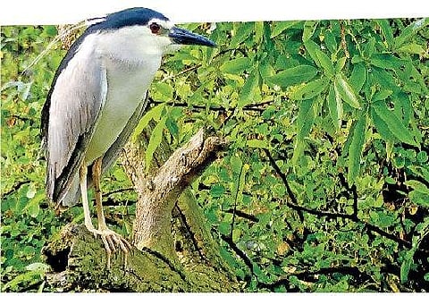 Karnataka plays host to migratory birds