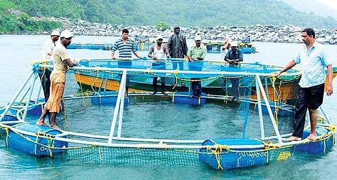 Fishermen engaged in cage farming