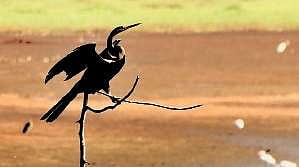 A darter bird resting on a dry branch at Thattekad Bird Sanctuary  | Albin Mathew