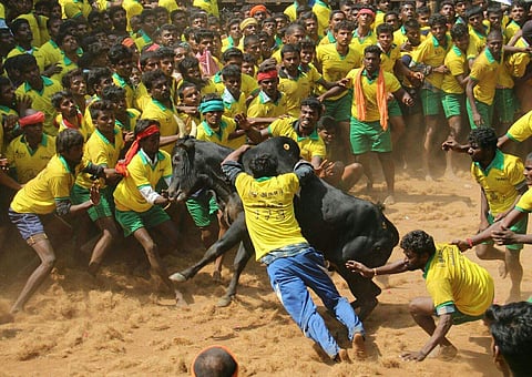 Jallikattu image used for representational purposes only
