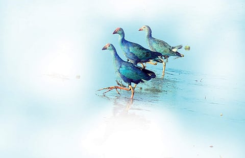 Swamphens thrive. Bird enthusiasts cheer. Farmers frown. Some paradox!