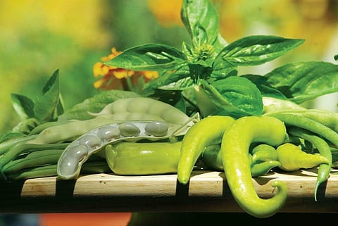 Journey into a bountiful harvest