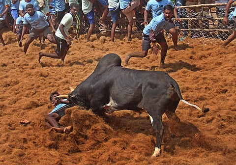 A Bull tamer being thrown off the back of a bull during the traditional sports of Jallikattu  held at Palamedu near Madurai on Thursday.(KK Sundar | EPS)