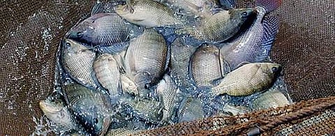 GIFT brings good fortune to Tilapia farmers