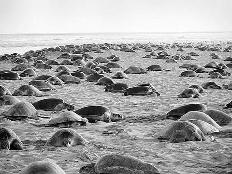 Missile tests reduce chances of turtles return to Gahiramatha: Environmentalist