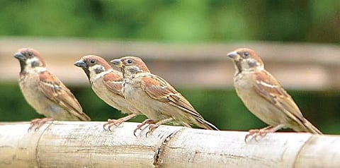 Case of the missing sparrows across Thiruvananthapuram 