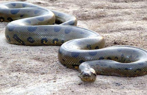 Indonesia man swallowed whole by python, villagers and reports say