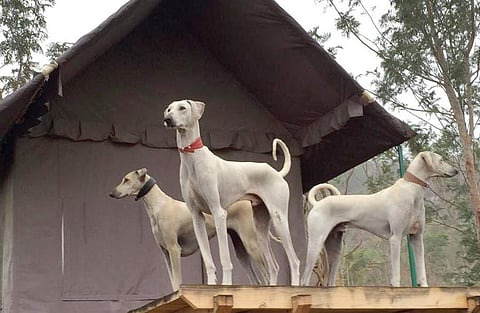 The unsung loyal companions