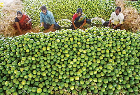 Fruits like sweet lime, oranges, mangoes flood Gaddiannaram wholesale fruit market, in Hyderabad on Wednesday | R Satish babu