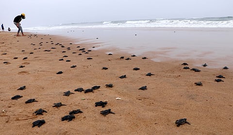 The young Olive Ridley turtles making the move back to the sea to begin  their long journey across the seas after hatching. (Shamim Qureshy| EPS)