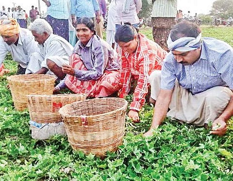 MLA Alla Rama Krishna Reddy working in agricultural fields at Penumaka in Guntur district on Friday | Express