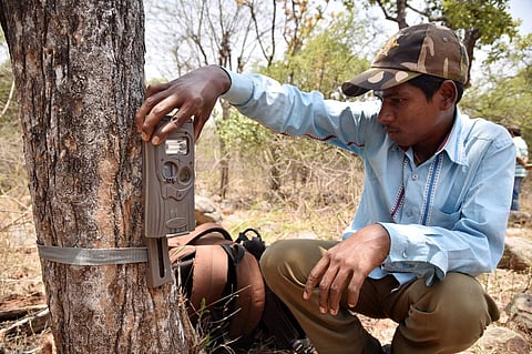 Telangana forest department officials and members of Hyderabad Tiger Conservation Society laying camera traps as part of the fourth phase intensive tiger monitoring in Amrabad Tiger Reserve. (R Satish Babu | EPS)