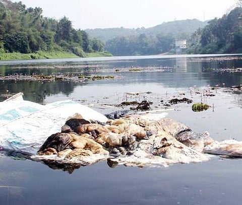 Thevara seeks deliverance from slaughterhouse waste