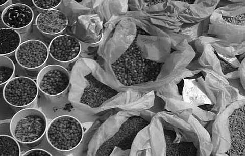 Ecological farming, mantra for rich reap in Sundargarh