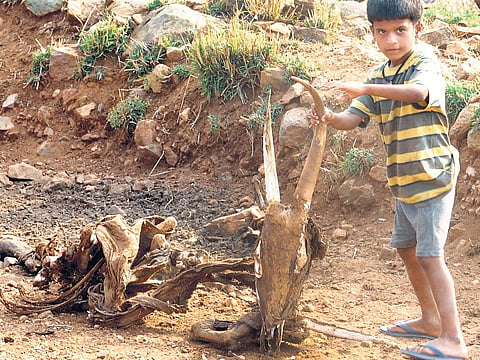A boy holds up the head of his favourite animal at Dantahalli village in Chamarajanagar district of Karnataka