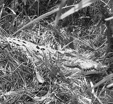 Crocodile nesting site.