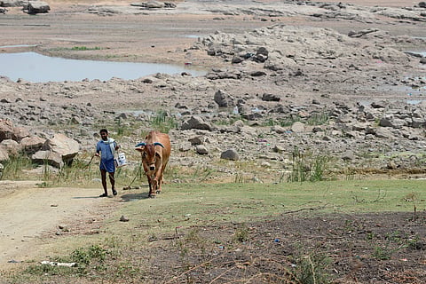 A farmer walks back his cow after a drink from what’s left of the Tungabhadra river in Karnataka. Photo used for representational purposes