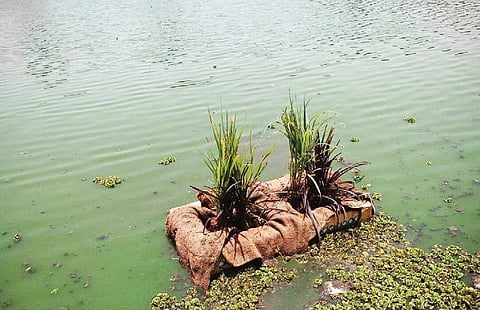 The artificial floating island of plants that can absorb pollutants from their roots seen over Neknampur lake in Hyderabad | Express photo