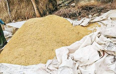 The damaged paddy in a field at Lingapalem in West Godavari district after untimely rain on Monday  | Express