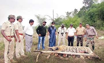 Forest officials cremating the carcass of the male tiger on Saturday