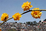 1901-1970 period, only Shimla and Darjeeling among the five hill stations studied showed a significant rise in temperature. | File Photo