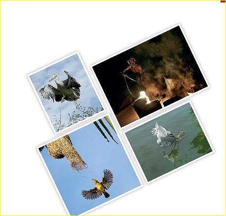 A photographic tribute to nature