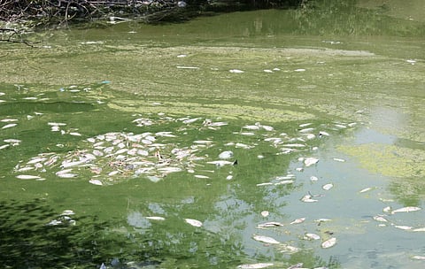 Hundreds of fish surfaced reportedly at Doddakallasandra lake, near Konankunte. (Photo| EPS)