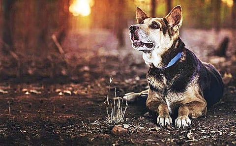 No city for old dogs
