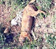 Body of the dog found near Dommasandra Road